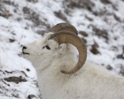 Sheep, Dall, Ram-110106-Kluane NP, Sheep Mtn, Yukon, Canada-0409.jpg