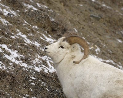 Sheep, Dall, Ram-110106-Kluane NP, Sheep Mtn, Yukon, Canada-0414.jpg