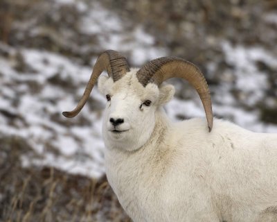 Sheep, Dall, Ram-110106-Kluane NP, Sheep Mtn, Yukon, Canada-0457.jpg