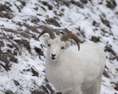 Sheep, Dall, Ram-110106-Kluane NP, Sheep Mtn, Yukon, Canada-0475.jpg