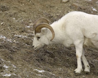 Sheep, Dall, Ram-110106-Kluane NP, Sheep Mtn, Yukon, Canada-0480.jpg