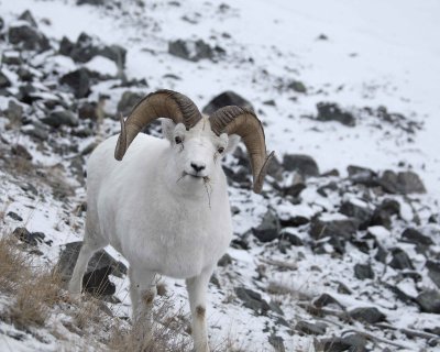 Sheep, Dall, Ram-110206-Kluane NP, Sheep Mtn, Yukon, Canada-0013.jpg