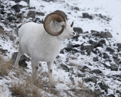 Sheep, Dall, Ram-110206-Kluane NP, Sheep Mtn, Yukon, Canada-0018.jpg