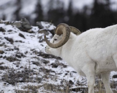 Sheep, Dall, Ram-110206-Kluane NP, Sheep Mtn, Yukon, Canada-0033.jpg