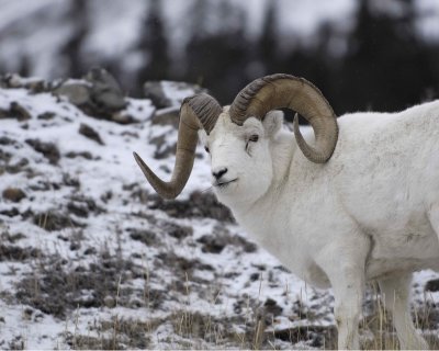Sheep, Dall, Ram-110206-Kluane NP, Sheep Mtn, Yukon, Canada-0036.jpg