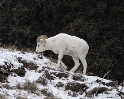 Sheep, Dall, Ram-110206-Kluane NP, Sheep Mtn, Yukon, Canada-0066.jpg