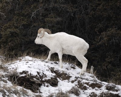 Sheep, Dall, Ram-110206-Kluane NP, Sheep Mtn, Yukon, Canada-0067.jpg