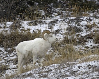 Sheep, Dall ,Ram-110206-Kluane NP, Sheep Mtn, Yukon, Canada-0209.jpg