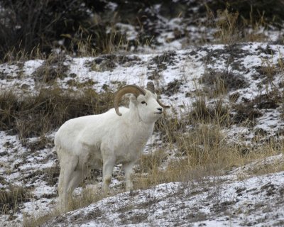Sheep, Dall, Ram-110206-Kluane NP, Sheep Mtn, Yukon, Canada-0217.jpg