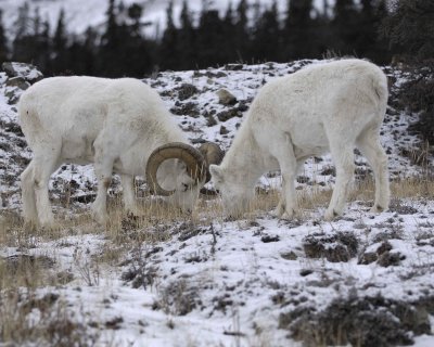 Sheep, Dall, Ram,  Ewe-110206-Kluane NP, Sheep Mtn, Yukon, Canada-0030.jpg