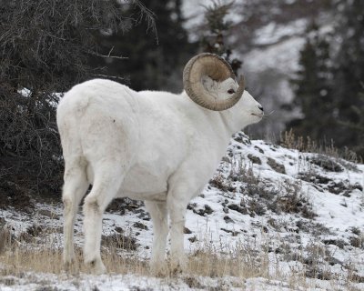 Sheep, Dall, Ram, flurries-110206-Kluane NP, Sheep Mtn, Yukon, Canada-0044.jpg