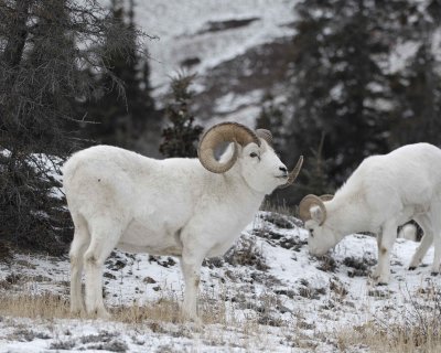 Sheep, Dall, Ram, flurries-110206-Kluane NP, Sheep Mtn, Yukon, Canada-0052.jpg