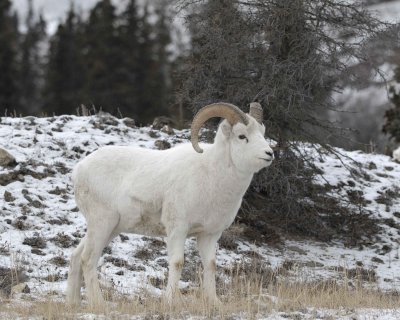 Sheep, Dall, Ram, Fluries-110206-Kluane NP, Sheep Mtn, Yukon, Canada-0054.jpg