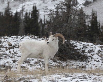 Sheep, Dall, Ram, Flurries-110206-Kluane NP, Sheep Mtn, Yukon, Canada-0059.jpg