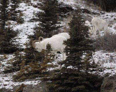 Sheep, Dall, Ram, Head Butting Tree-110206-Kluane NP, Sheep Mtn, Yukon, Canada-0072.jpg