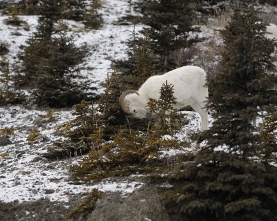 Sheep, Dall, Ram, Head Butting Tree-110206-Kluane NP, Sheep Mtn, Yukon, Canada-0074.jpg