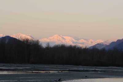 Sunrise on Chilkat Range, with Eagles-110306-Chilkat River, Haines, AK-0609.jpg