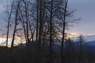 Sunset on Chilkat Range, Eagles in Trees-102806-Chilkat River, Haines, AK-0774.jpg
