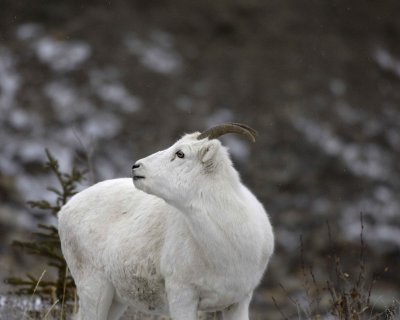 Sheep, Dall, Ewe, Flurries-110206-Kluane NP, Sheep Mtn, Yukon, Canada-0134.jpg
