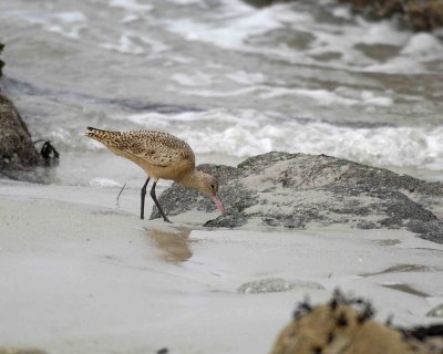 Gallery of Marbled Godwit