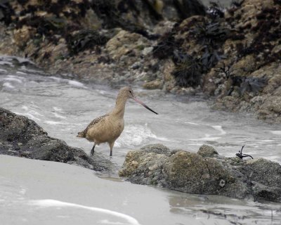 Godwit, Marbled-123106-Bird Rock, Pacific Grove, CA, Pacific Ocean-0123.jpg