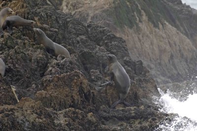 Sea Lions, California, climbing rocks in Fog-123106-Bird Rock, Pacific Grove, CA, Pacific Ocean-0099.jpg