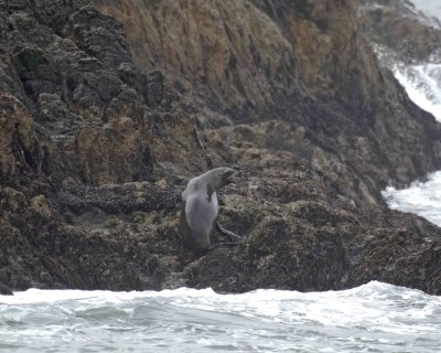 Sea Lion, California, landing-123106-Bird Rock, Pacific Grove, CA, Pacific Ocean-0091.jpg