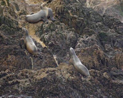 Sea Lions, California, landing in Fog-123106-Bird Rock Pacific Grove, CA, Pacific Ocean-0083.jpg