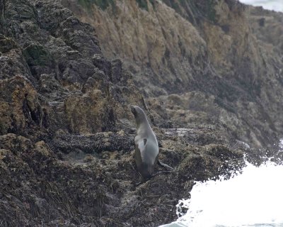 Sea Lion, California, landing in Fog-123106-Bird Rock, Pacific Grove CA, Pacific Ocean-0088-.jpg