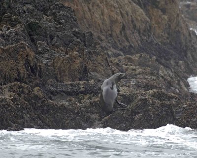 Sea Lion, California, landing in Fog-123106-Bird Rock, Pacific Grove, CA, Pacific Ocean-0092.jpg