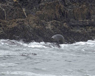 Sea Lion, California, landing in Fog-123106-Bird Rock, Pacific Grove, CA, Pacific Ocean-0155.jpg
