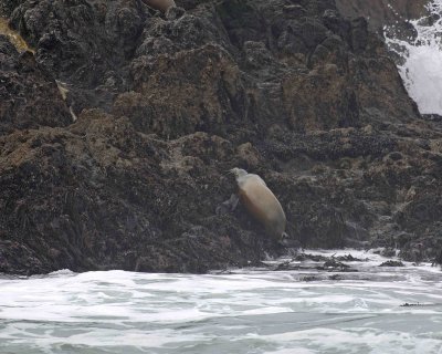Sea Lion, California, landing in Fog-123106-Bird Rock, Pacific Grove, CA, Pacific Ocean-0165.jpg