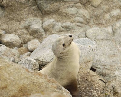 Sea Lion, California, Pup-123106-Pacific Grove, CA-0284.jpg