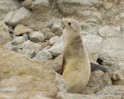 Sea Lion, California, Pup-123106-Pacific Grove, CA-0290.jpg