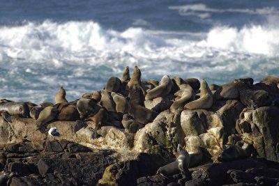 SeaLions, California-122806-Sea Lion Rocks, Point Lobos State Reserve, Carmel, CA-0039.jpg