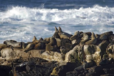 Sea Lions, California-122806-Sea Lion Rocks, Point Lobos State Reserve, Carmel, CA-0057.jpg
