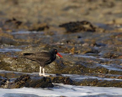 Oystercatcher, Black-122806-Weston Beach, Point Lobos State Reserve, Carmel, CA-0378.jpg