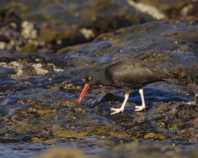 Oystercatcher, Black, w Oyster-122806-Weston Beach, Point Lobos State Reserve, Carmel, CA-0440.jpg