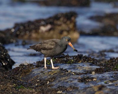 Oystercatcher, Black, w Oyster-122806-Weston Beach, Point Lobos State Reserve, Carmel, CA-0465.jpg