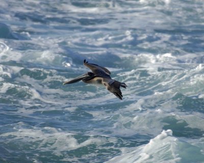 Pelican, Brown, in flight-122806-Point Lobos State Reserve, Carmel, CA-0079.jpg