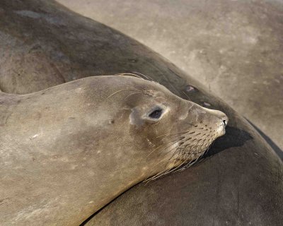 Seal, Northern Elephant-122906-Piedras Blancas, CA, Pacific Ocean-0569.jpg
