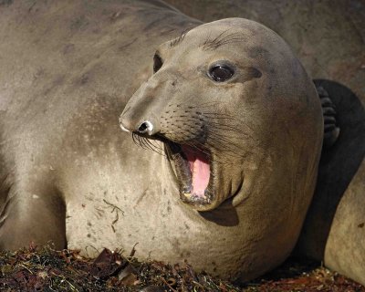 Seal, Northern Elephant-122906-Piedras Blancas, CA, Pacific Ocean-0573.jpg