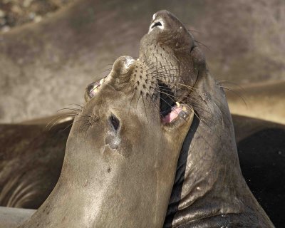 Seal, Northern Elephant , 2-122906-Piedras Blancas, CA, Pacific Ocean-0555.jpg