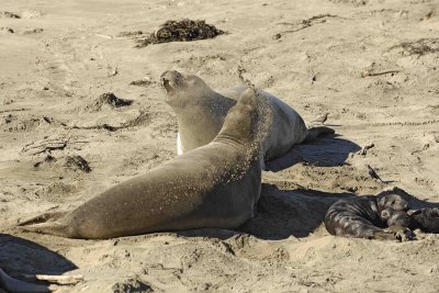 Seal, Northern Elephant, 2 Cows,  2 Pups-123006-Piedras Blancas, CA, Pacific Ocean-0715.jpg