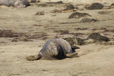 Seal, Northern Elephant, Bull-122906-Piedras Blancas, CA, Pacific Ocean-0113.jpg
