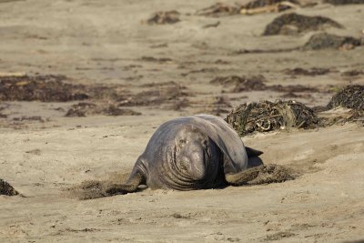 Seal, Northern Elephant, Bull-122906-Piedras Blancas, CA, Pacific Ocean-0114.jpg