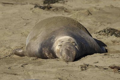 Seal, Northern Elephant, Bull-122906-Piedras Blancas, CA, Pacific Ocean-0138.jpg