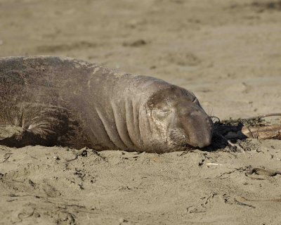 Seal, Northern Elephant, Bull-122906-Piedras Blancas, CA, Pacific Ocean-0144.jpg