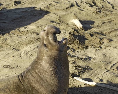 Seal ,Northern Elephant, Bull-122906-Piedras Blancas, CA, Pacific Ocean-0266.jpg