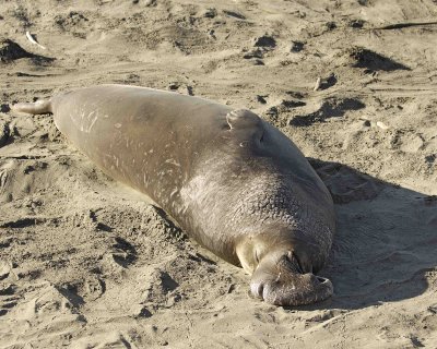 Seal, Northern Elephant, Bull-122906-Piedras Blancas, CA, Pacific Ocean-0338.jpg